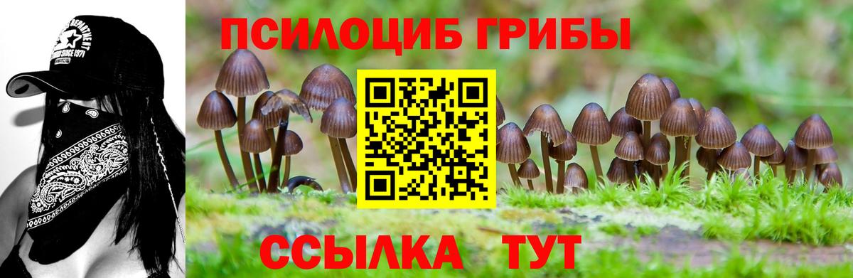 купить   Вход с VPN  Камень-на-Оби  Псилоцибиновые грибы Psilocybe 